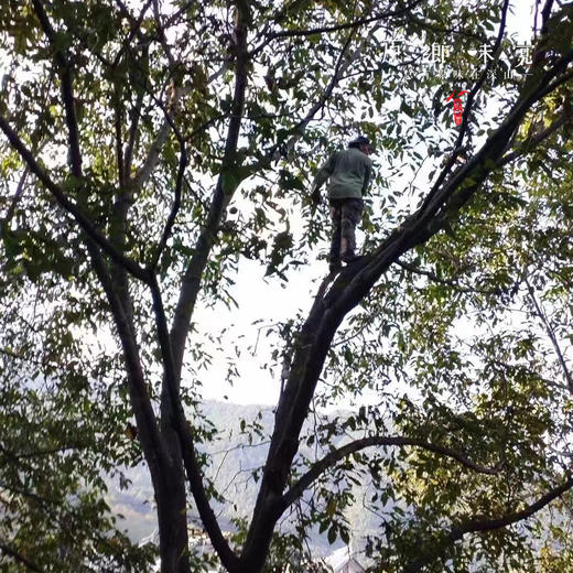 野生漾濞古树紫心核桃（成都仓库-顺丰快递） | 480g/袋，来自云南大理，生产者：杨丰芹【合作生产，公平贸易】 商品图7