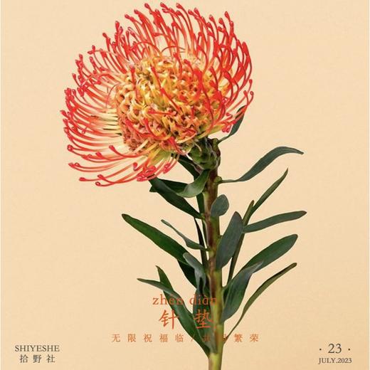 【南非的花】1支/份 买2份减10元（收到建议直接做干花） 商品图6