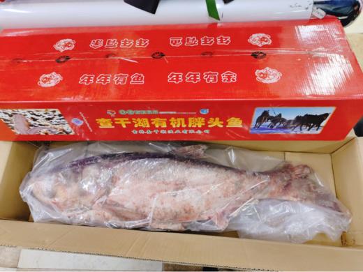 一鱼一码胖头鱼一条（14斤左右） 商品图2