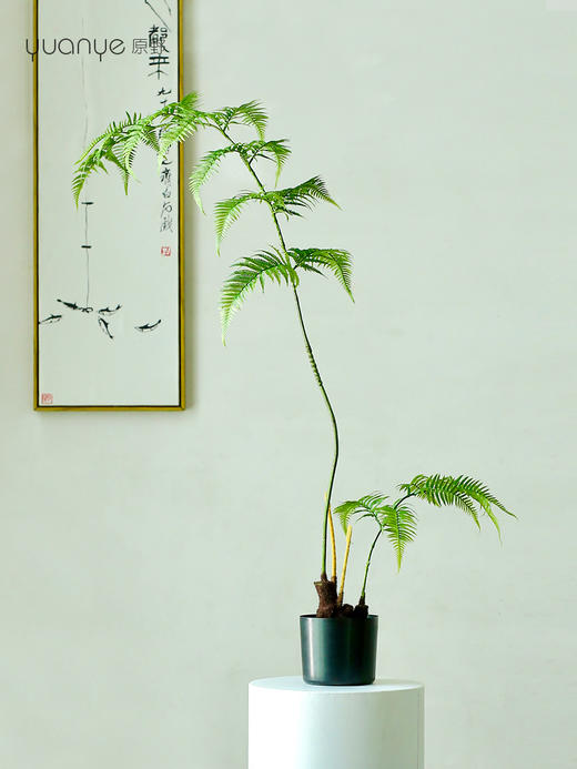 仿真金丝蕨植物假绿植客厅商场酒店装饰造景落地室内盆景摆设件 商品图5