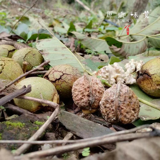 野生漾濞古树紫心核桃（成都仓库-顺丰快递） | 480g/袋，来自云南大理，生产者：杨丰芹【合作生产，公平贸易】 商品图5