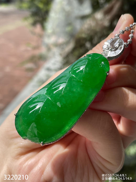 老坑艳绿富贵豆吊坠【3220210】具体价格微信咨询 商品图6