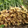 生态小黄姜 | 姜味实足 | 合作生产 * Ecological small yellow ginger 商品缩略图1