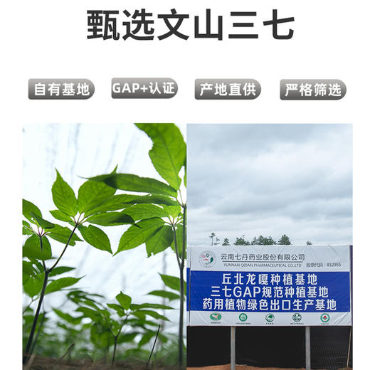 【七丹舒梦】 20ml/袋*10袋/盒          酸枣仁  三七花  三七茎叶  植物萃取 科学配比  即开即饮  助您好梦 商品图3