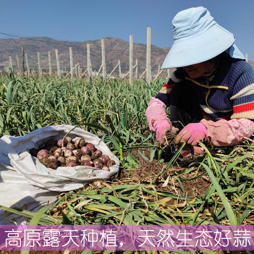 【大理紫皮独头蒜】应季鲜挖，外皮更薄，蒜瓣肥大，蒜香味浓郁，泡蒜腊八蒜糖醋蒜大蒜头入菜都香 商品图2