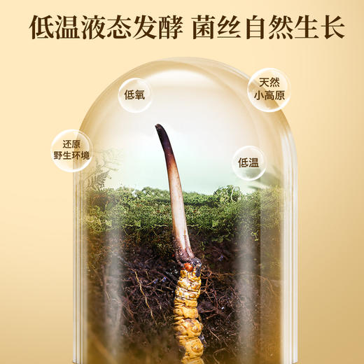 张太和蝙蝠蛾拟青霉菌丝体粉胶囊 96g冬虫夏草提取物胶囊 商品图4