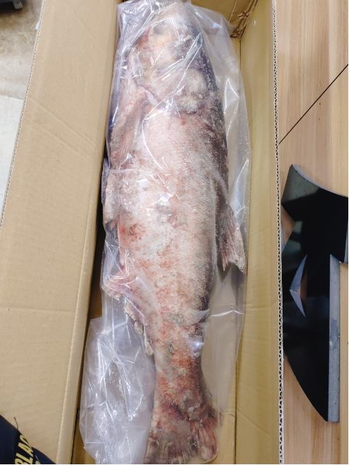 一鱼一码胖头鱼一条（14斤左右） 商品图4