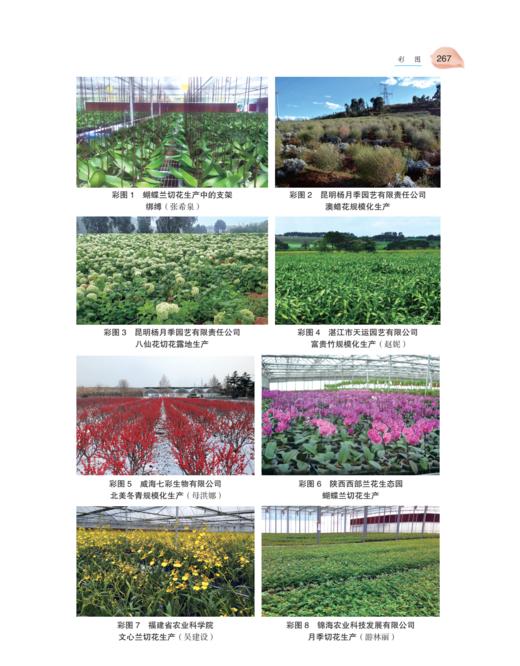 鲜切花生产技术2445 商品图10