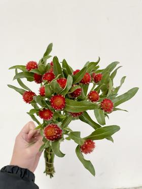 配花 | 单头千日红红色