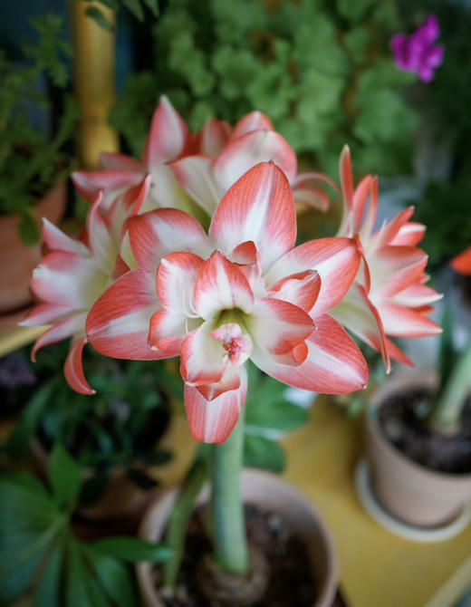 【绿植现货】进口重瓣朱顶红—-花孔雀65（简易塑料盆 现货，下单即可到店自提） 商品图3