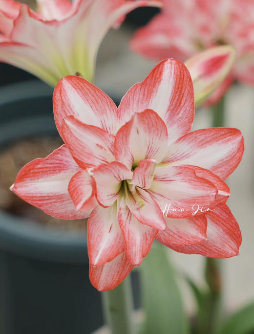 【绿植现货】进口重瓣朱顶红—-花孔雀65（简易塑料盆 现货，下单即可到店自提） 商品图7