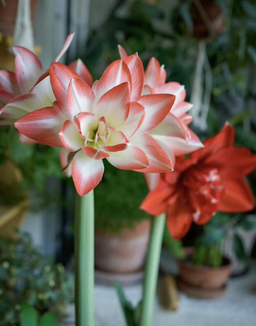 【绿植现货】进口重瓣朱顶红—-花孔雀65（简易塑料盆 现货，下单即可到店自提） 商品图2