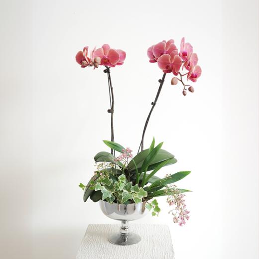 春日嗅觉系列 Spring Awareness 商品图4