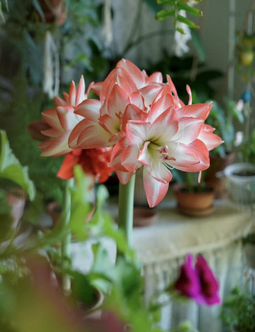 【绿植现货】进口重瓣朱顶红—-花孔雀65（简易塑料盆 现货，下单即可到店自提） 商品图6