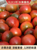 周五配送！【瓦大1号鲜食番茄】
番茄中的国货之光！绿色食品认证，国家农业化重点龙头企业！产地溯源，小时候吃的番茄味又回来了，沙瓤多汁，酸酸甜甜！目前在全国七个省市有自建基地，总面积上万亩！5斤/箱 商品缩略图2