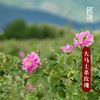 植晓 大马士革玫瑰精油 5ml 商品缩略图1