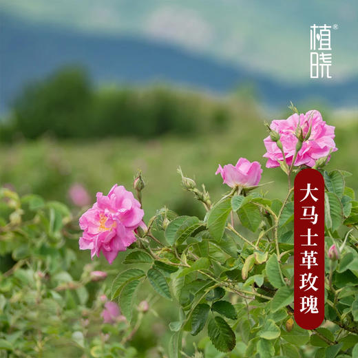植晓 大马士革玫瑰精油 5ml 商品图1