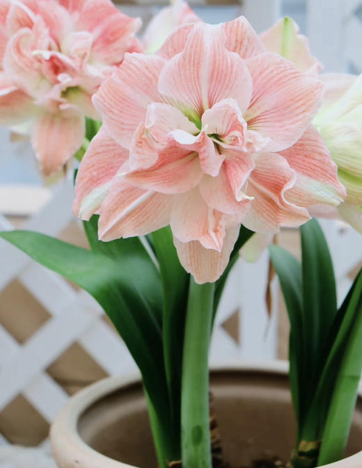 【绿植现货】进口重瓣朱顶红——玫瑰花漾65（简易塑料盆 现货，下单即可到店自提） 商品图3