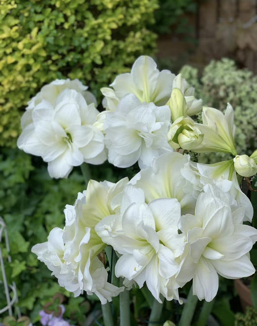 【预售】进口重瓣朱顶红——阿弗蕾65（简易塑料盆 现货，下单即可到店自提） 商品图9