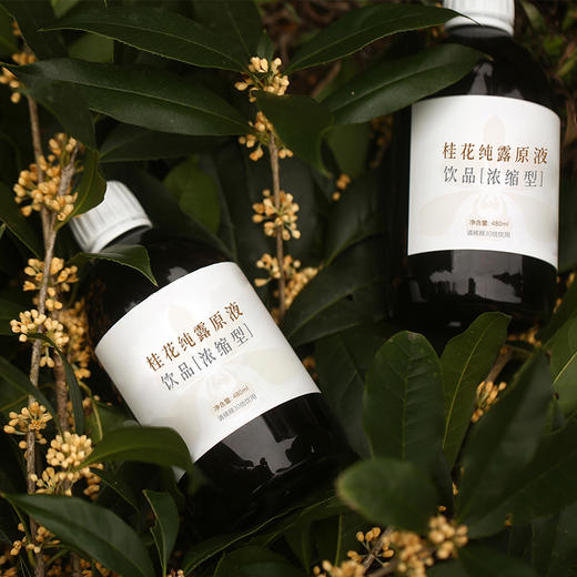 【买赠】桂花纯露原液 | 480ml 商品图0