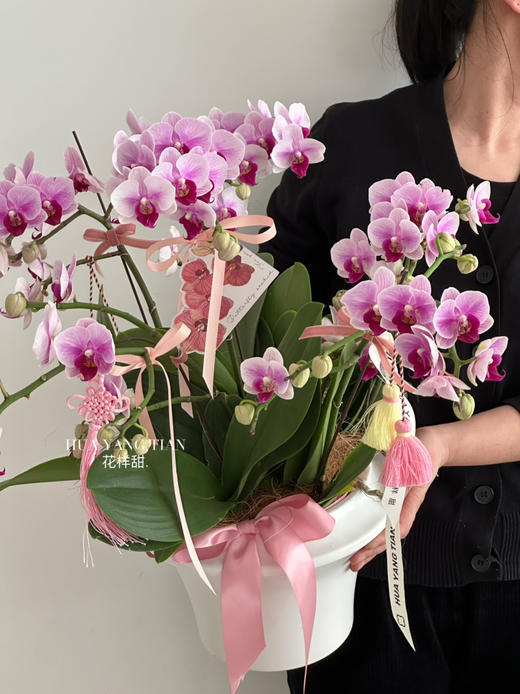 [ 四时平安 ] 蝴蝶兰盆栽 商品图1
