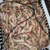 【野生沙鲈虾仁】纯野生沙鲈虾剥壳 ，零添加，食用方便，肉质Q弹，营养美味 商品缩略图3