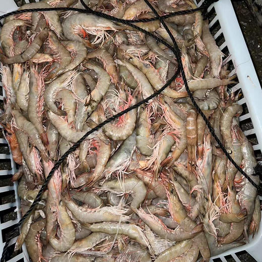【野生沙鲈虾仁】纯野生沙鲈虾剥壳 ，零添加，食用方便，肉质Q弹，营养美味 商品图3