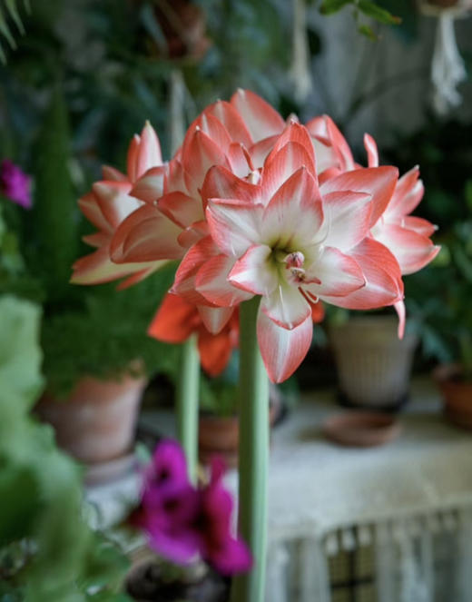 【绿植现货】进口重瓣朱顶红—-花孔雀65（简易塑料盆 现货，下单即可到店自提） 商品图4