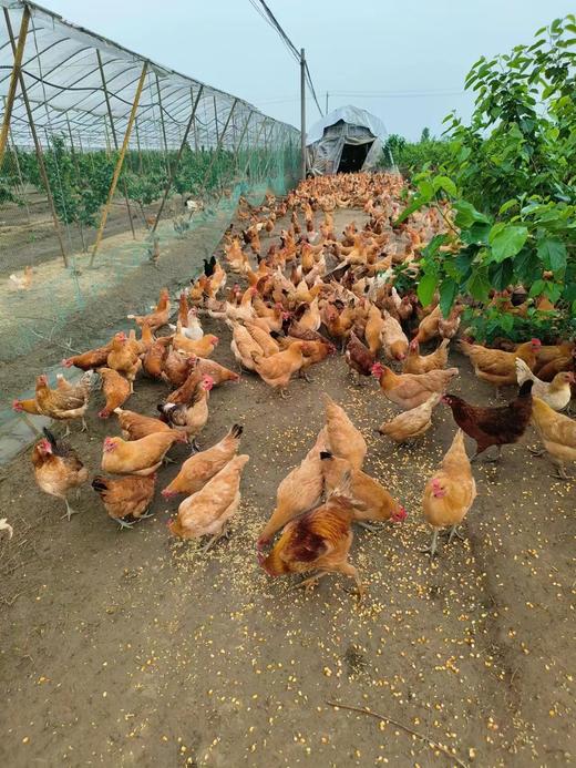 【助农】雨露河谷土鸡蛋30枚 商品图4