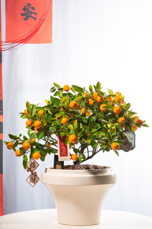 24LZH02015 商品图0