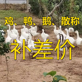 鸡 鸭 鹅补差价链接
