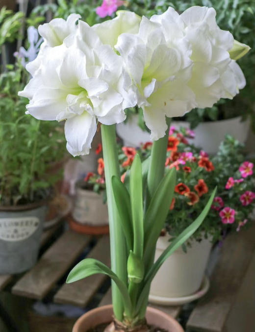 【预售】进口重瓣朱顶红——阿弗蕾65（简易塑料盆 现货，下单即可到店自提） 商品图8