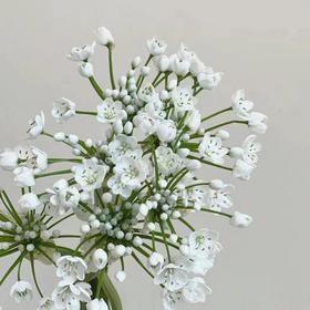 荷兰白色葱花10支