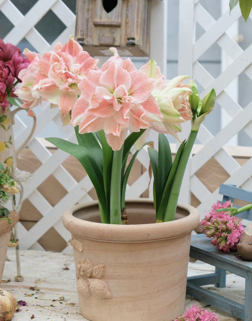 【绿植现货】进口重瓣朱顶红——玫瑰花漾65（简易塑料盆 现货，下单即可到店自提） 商品图2