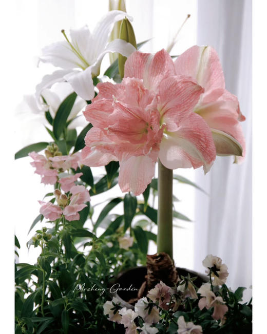 【绿植现货】进口重瓣朱顶红——玫瑰花漾65（简易塑料盆 现货，下单即可到店自提） 商品图5