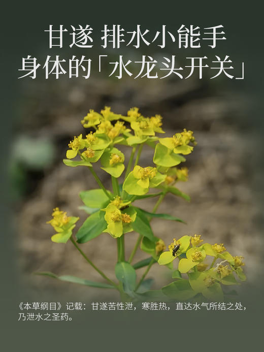 【真不二】甘遂肉桂轻盈足浴液（60ml*7） 商品图1