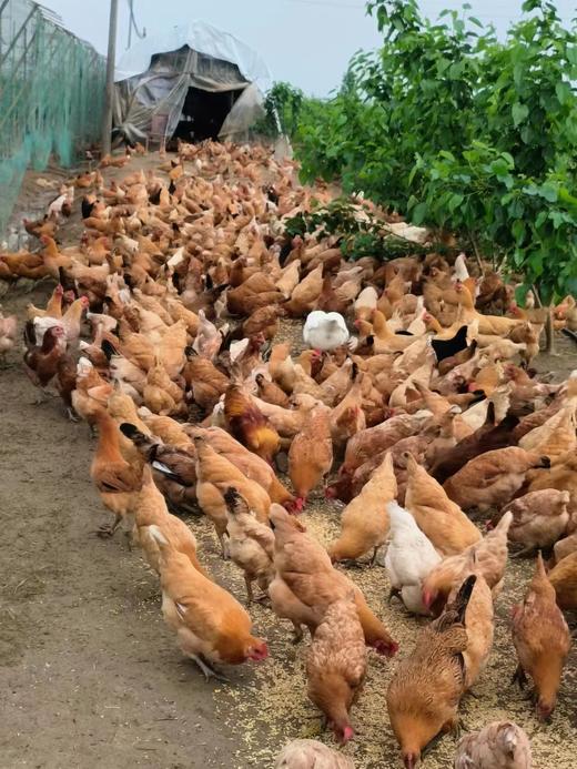 【助农】雨露河谷土鸡蛋30枚 商品图6