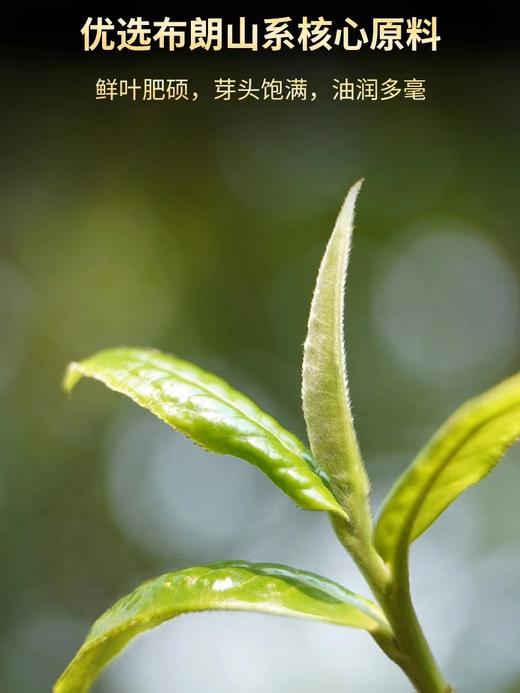 澜沧古茶2023年孔雀壹号普洱生茶大饼布朗古树拼配357g 商品图2