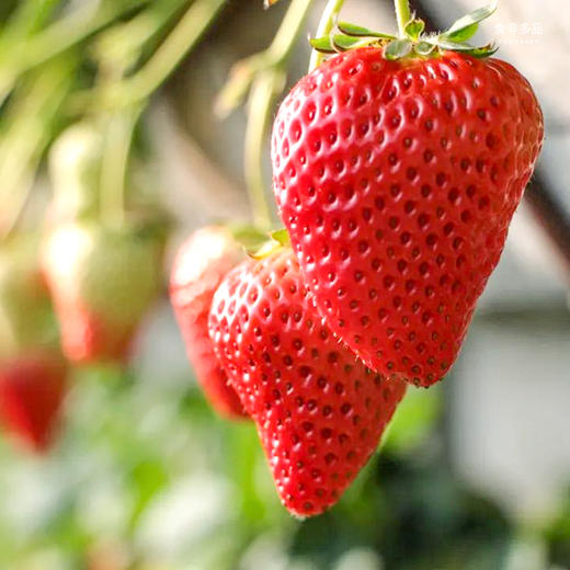 【地标好物】辽宁丹东99红颜草莓  个大、色红、味甜 2斤装 商品图6
