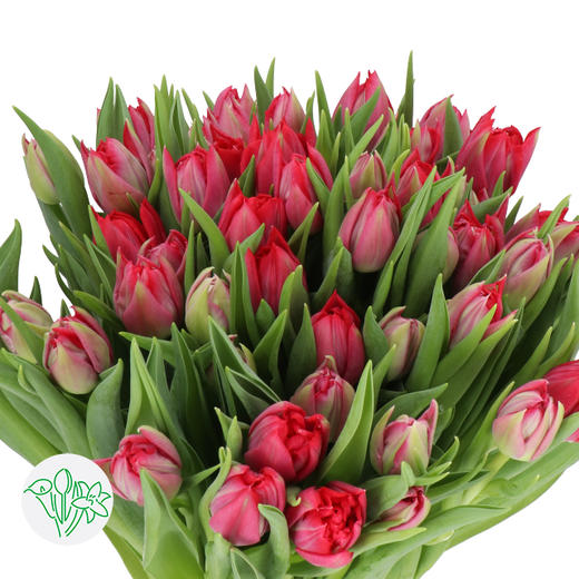 预售郁金香-重瓣 红 First Price 37cm 25gr10支一扎 商品图0