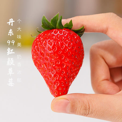 【地标好物】辽宁丹东99红颜草莓  个大、色红、味甜 2斤装 商品图0