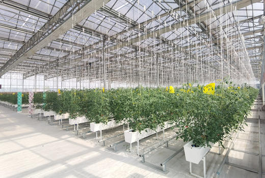 周五配送！【瓦大1号鲜食番茄】
番茄中的国货之光！绿色食品认证，国家农业化重点龙头企业！产地溯源，小时候吃的番茄味又回来了，沙瓤多汁，酸酸甜甜！目前在全国七个省市有自建基地，总面积上万亩！5斤/箱 商品图5