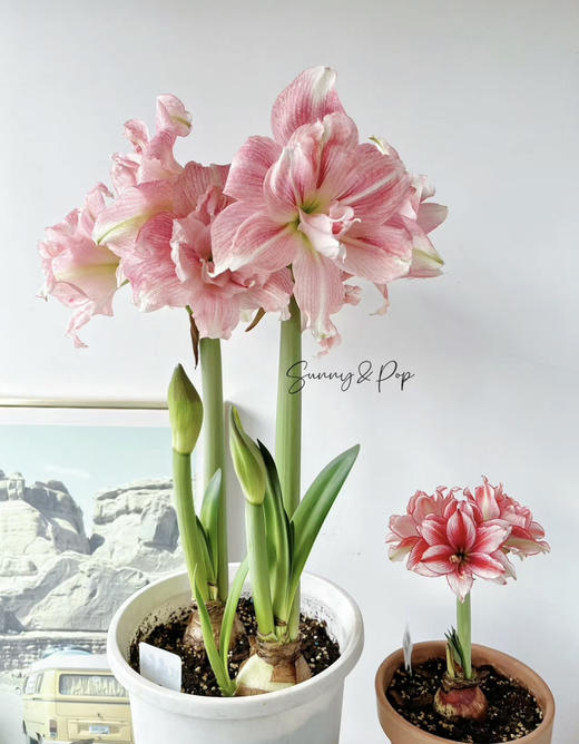 【绿植现货】进口重瓣朱顶红——玫瑰花漾65（简易塑料盆 现货，下单即可到店自提） 商品图0