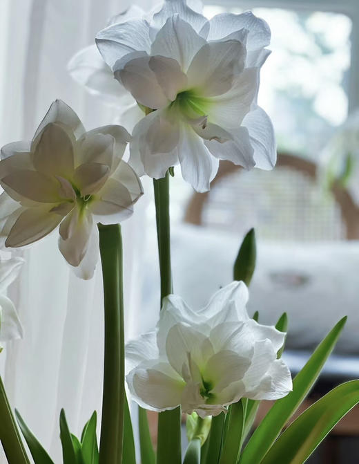 【预售】进口重瓣朱顶红——阿弗蕾65（简易塑料盆 现货，下单即可到店自提） 商品图7