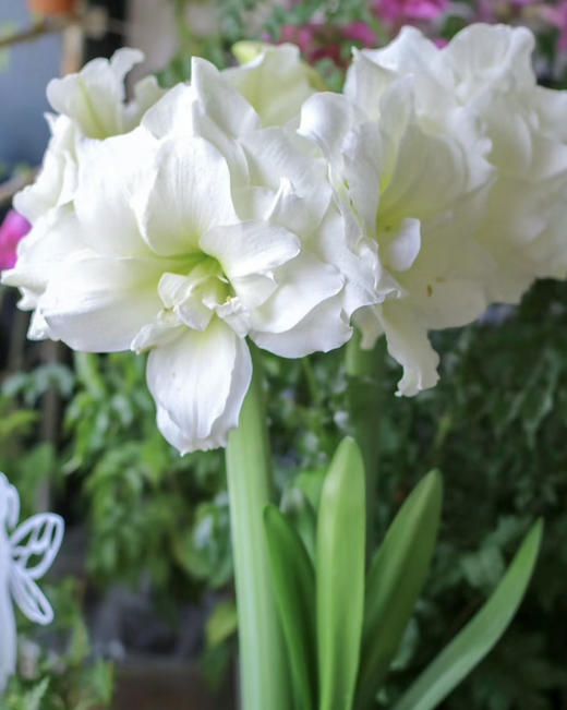 【预售】进口重瓣朱顶红——阿弗蕾65（简易塑料盆 现货，下单即可到店自提） 商品图4