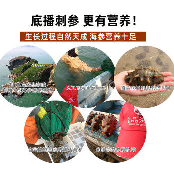 宫品有机淡干海参3A半斤250g20-35只 威海刺参干货 营养滋补礼盒 商品图4