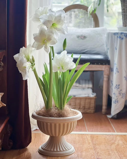 【预售】进口重瓣朱顶红——阿弗蕾65（简易塑料盆 现货，下单即可到店自提） 商品图6