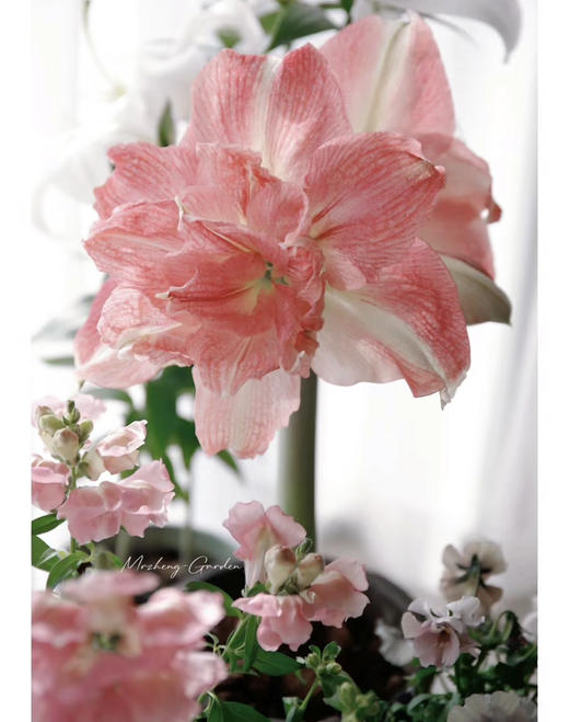 【绿植现货】进口重瓣朱顶红——玫瑰花漾65（简易塑料盆 现货，下单即可到店自提） 商品图6