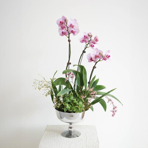 春日嗅觉系列 Spring Awareness 商品图1