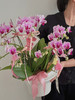 [ 四时平安 ] 蝴蝶兰盆栽 商品缩略图0